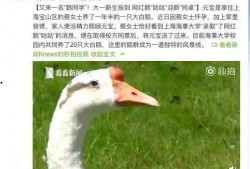网红大鹅,从田间到网络，一只鹅的传奇之旅